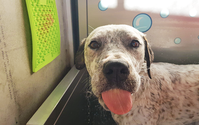 dog poking tongue at camera whilst in a bath